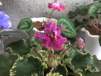 IMG_3728.JPG