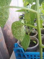 IMG_20170418_154523.jpg