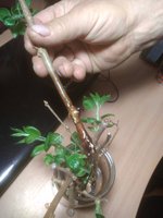 IMG_20170415_230412.jpg