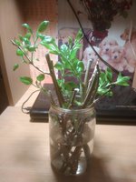 IMG_20170415_230239.jpg