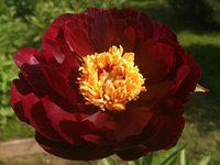 DSC_0743.jpg