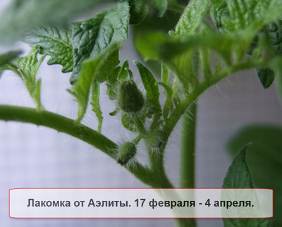 том 800 подп.jpg