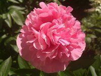 DSC_0862.jpg