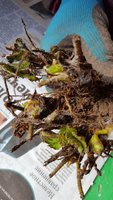 IMG-20170424-WA0002.jpg