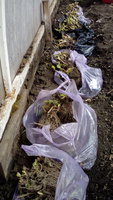 IMG-1493445685642-V.jpg