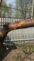 20170502_145411-1161x2064.jpg