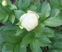 DSC04101.JPG
