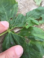 IMG-20170508-WA0002.jpg
