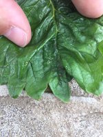 IMG-20170508-WA0001.jpg