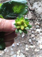 IMG-20170508-WA0000.jpg