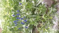 WP_20170508_14_59_31_Pro.jpg
