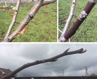 Так выглядит кора на скелетных ветвях (с корой и без).