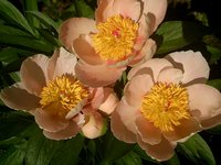 IMG_20130603_131442.jpg