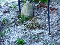 IMG_2978.JPG