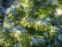 IMG_2981.JPG