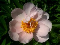 IMG_20130603_124114.jpg