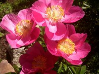 IMG_20130603_124216.jpg