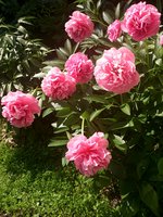 IMG_20130603_144901.jpg