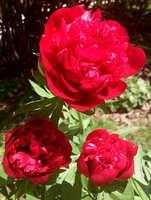 IMG_20130603_152555.jpg