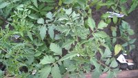 WP_20170511_003.jpg