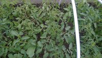 WP_20170511_007.jpg