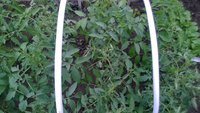 WP_20170511_008.jpg
