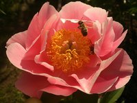 IMG_20130603_180840.jpg