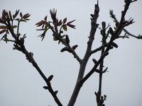 IMG_0021.JPG