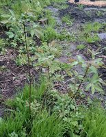 _20170516_222939.JPG