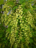 Булонь (16.05.2017)