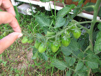 2012_07_07томаты черри-3.jpg