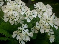 IMG_20130603_204602.jpg
