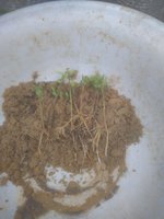 IMG_20170518_105345.jpg