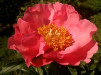 IMG_20130604_110044.jpg