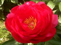 IMG_20130604_162455.jpg