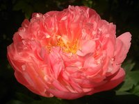 IMG_20130604_162546.jpg