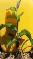 20170522_120614.jpg