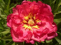 IMG_20130604_170009.jpg