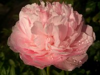 IMG_20130604_170206.jpg