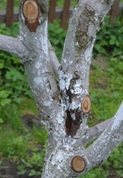 DSC_3800.JPG