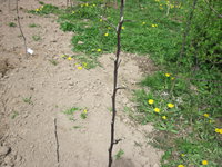 Полли Каунитер