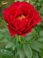 IMG_20130605_113639.jpg