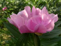 IMG_20130605_113700.jpg