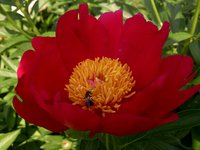 IMG_20130605_113731.jpg