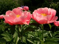 IMG_20130605_113754.jpg