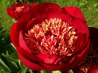 IMG_20130605_113827.jpg