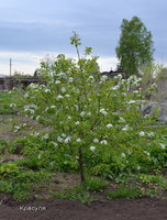 Красуля