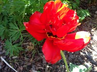 IMG_6252.JPG