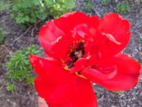 IMG_6253.JPG