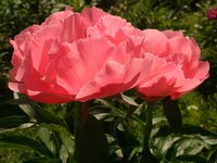 IMG_20130605_194514.jpg